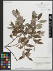 Foto von Salix alba subsp. micans (Andersson) Rech. f.